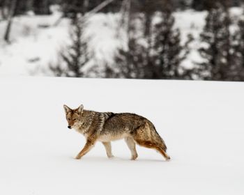 Фото волков: красивые картинки волка в природе