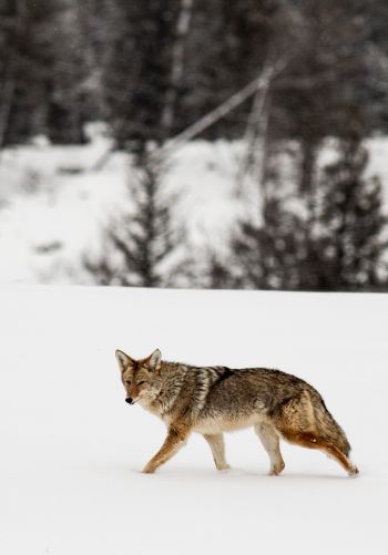 Обои 1668x2388 волк, зима, снег