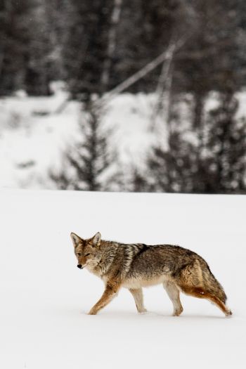 Обои 640x960 волк, зима, снег