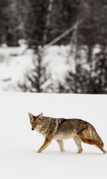 Обои 1200x2000 волк, зима, снег