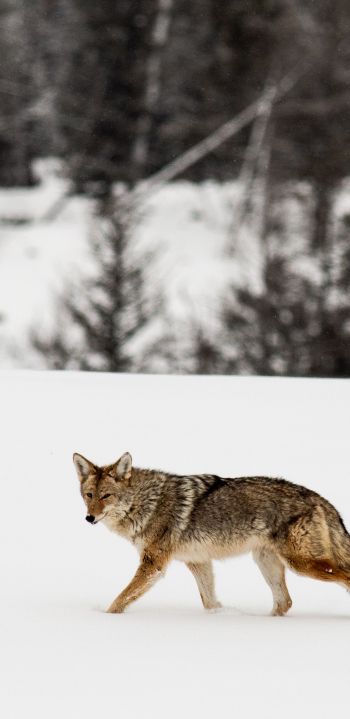 Обои 1440x2960 волк, зима, снег