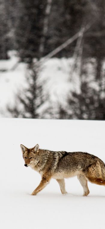 Обои 1284x2778 волк, зима, снег