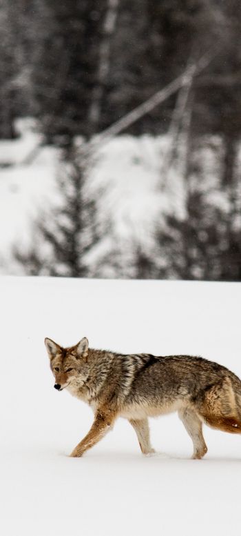 Обои 1440x3200 волк, зима, снег