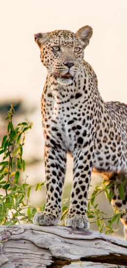 leopard, predator Wallpaper 720x1520