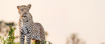 leopard, predator Wallpaper 2560x1080