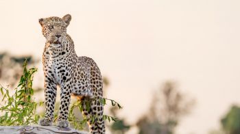 leopard, predator Wallpaper 2560x1440