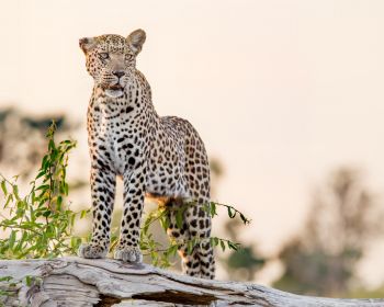 leopard, predator Wallpaper 1280x1024