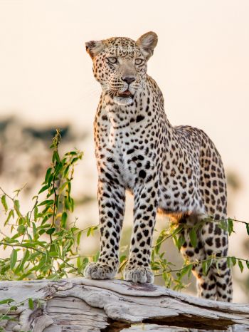 leopard, predator Wallpaper 1536x2048
