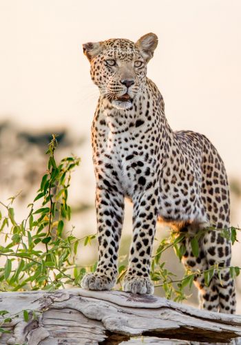 leopard, predator Wallpaper 1668x2388