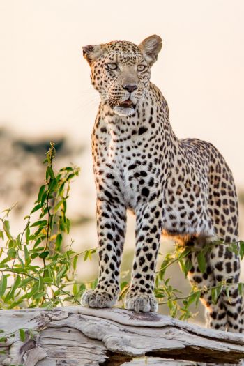 leopard, predator Wallpaper 640x960