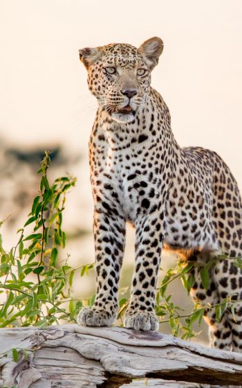 leopard, predator Wallpaper 1600x2560