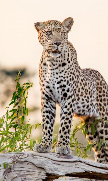 leopard, predator Wallpaper 1200x2000
