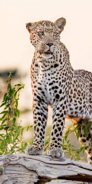 leopard, predator Wallpaper 720x1440