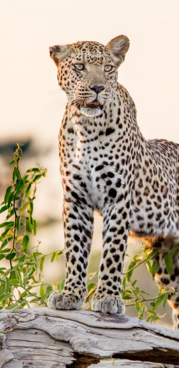 leopard, predator Wallpaper 1080x2220