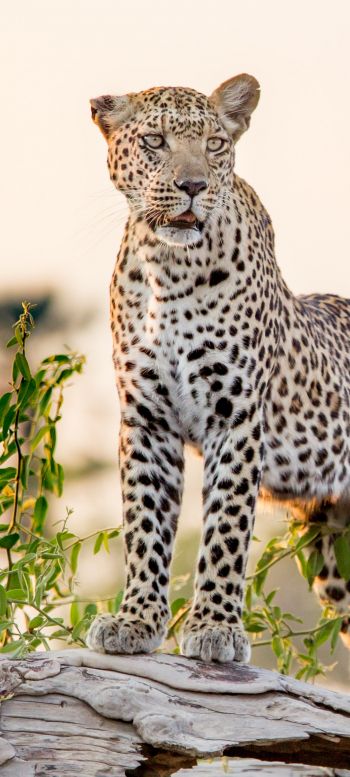 leopard, predator Wallpaper 720x1600