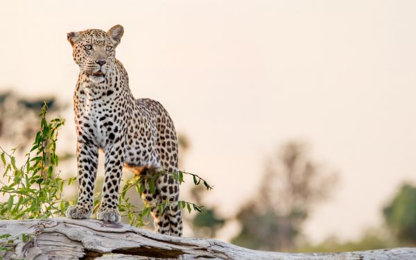 leopard, predator Wallpaper 4358x2724