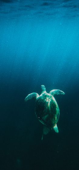 turtle, sea Wallpaper 1284x2778
