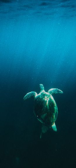 turtle, sea Wallpaper 1440x3200