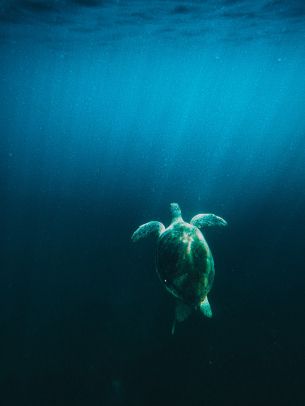 turtle, sea Wallpaper 2048x2732