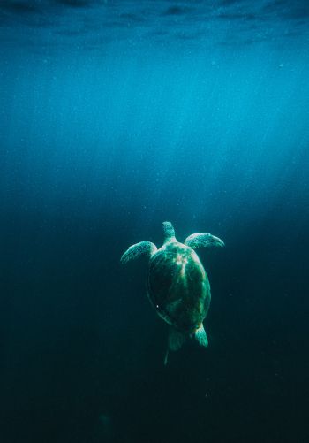 Обои 1668x2388 черепаха, море