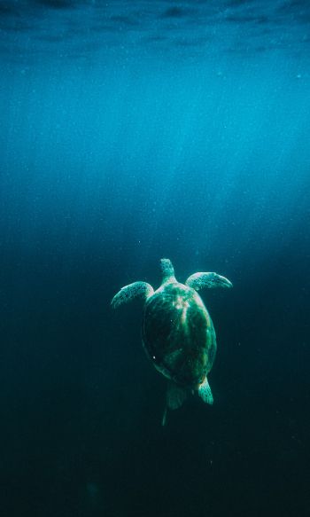 turtle, sea Wallpaper 1200x2000