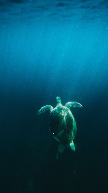 turtle, sea Wallpaper 640x1136