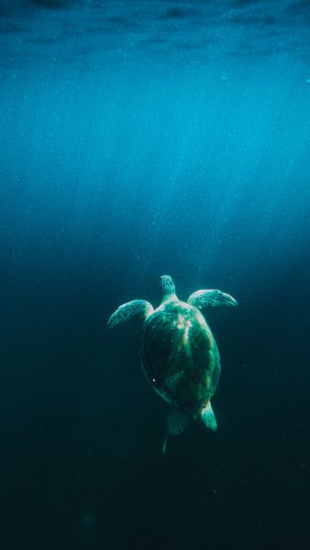 Обои 1080x1920 черепаха, море