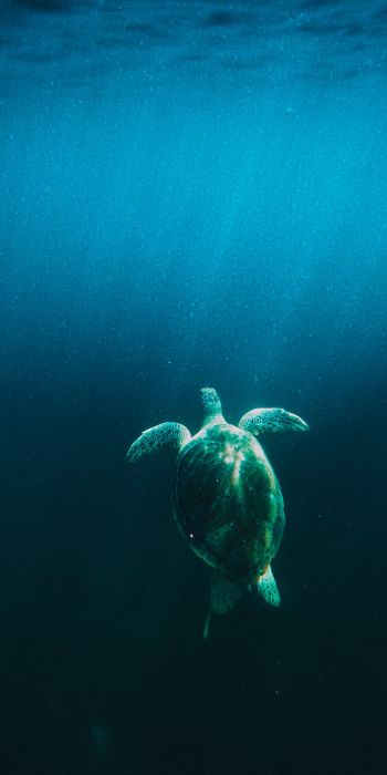 Обои 720x1440 черепаха, море