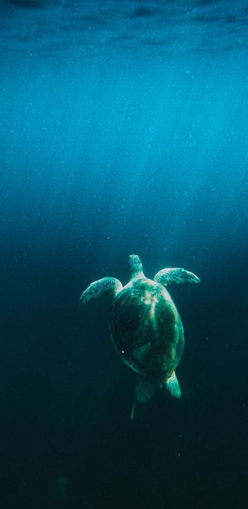 Обои 1080x2220 черепаха, море