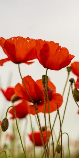 poppy, flower Wallpaper 720x1440