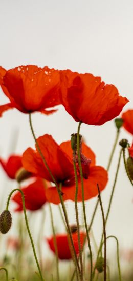 poppy, flower Wallpaper 720x1520