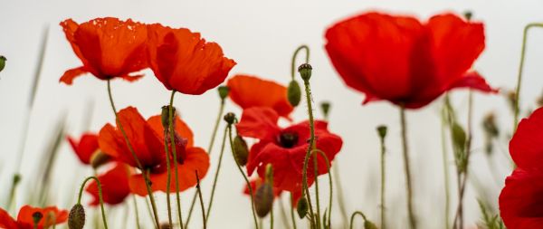 poppy, flower Wallpaper 2560x1080