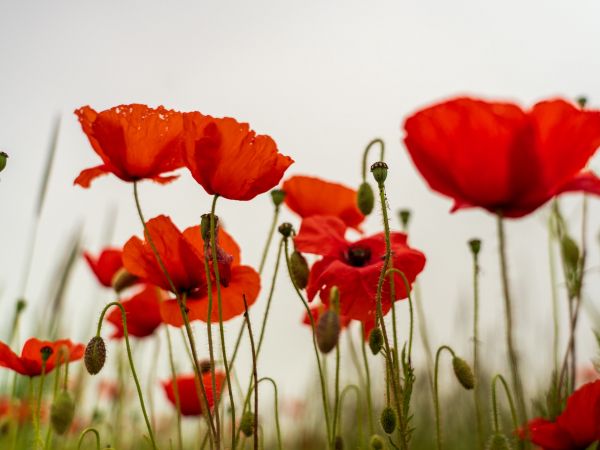 poppy, flower Wallpaper 800x600