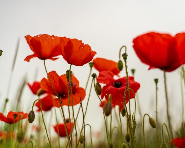 poppy, flower Wallpaper 1280x1024