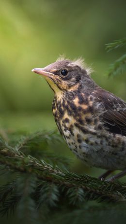 chick, thrush, mountain ash, bird Wallpaper 640x1136