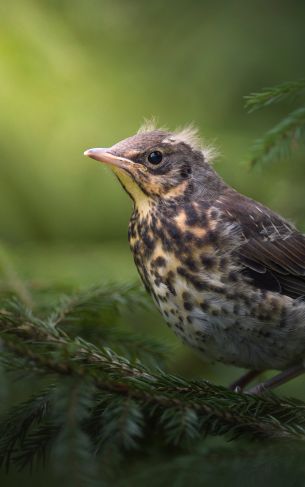 chick, thrush, mountain ash, bird Wallpaper 1752x2800