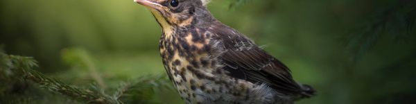 chick, thrush, mountain ash, bird Wallpaper 1590x400