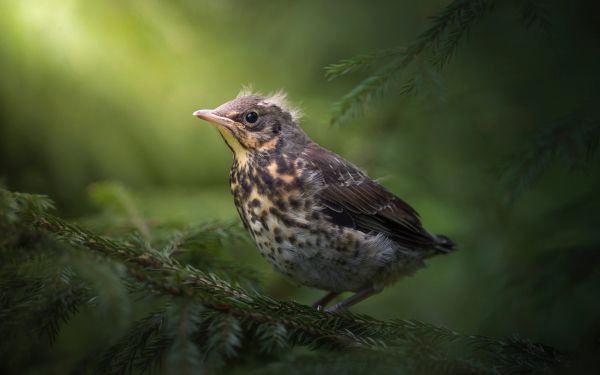 chick, thrush, mountain ash, bird Wallpaper 1920x1200