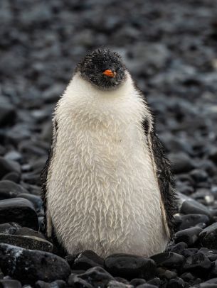 Обои 1620x2160 пингвиненок, птенец