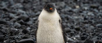 penguin, chick Wallpaper 2560x1080