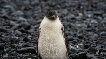 Обои 1600x900 пингвиненок, птенец