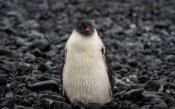 penguin, chick Wallpaper 2560x1600