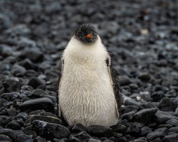 penguin, chick Wallpaper 1280x1024