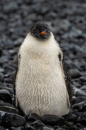penguin, chick Wallpaper 640x960