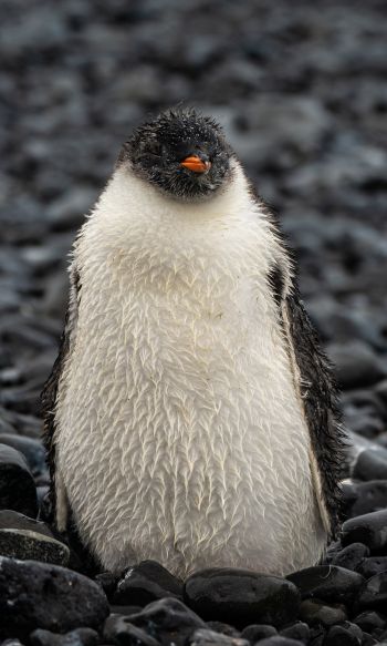 penguin, chick Wallpaper 1200x2000