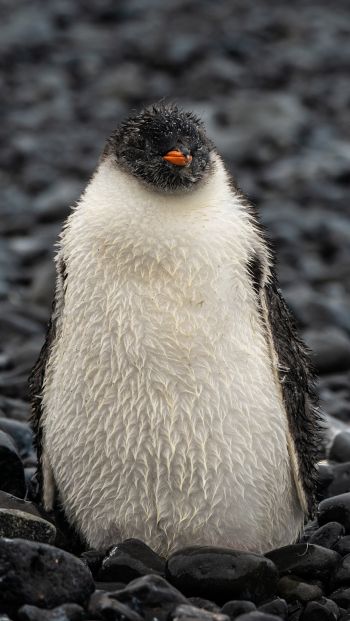 penguin, chick Wallpaper 640x1136