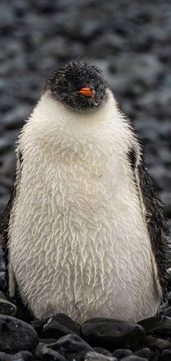 penguin, chick Wallpaper 720x1520