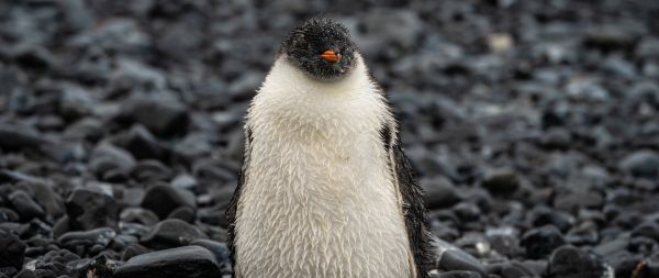 penguin, chick Wallpaper 2560x1080