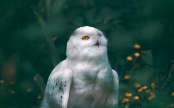 owl, wildlife Wallpaper 2560x1600