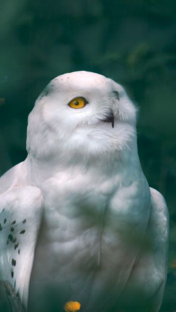 owl, wildlife Wallpaper 1080x1920